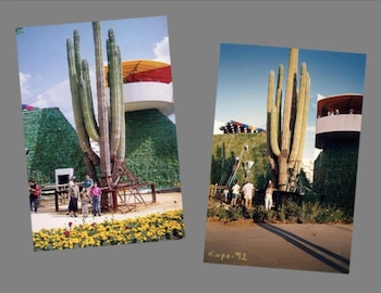 El cactus de 1.500 años, trasladado a Sevilla para la Expo del 92, se encuentra actualmente en peligro.