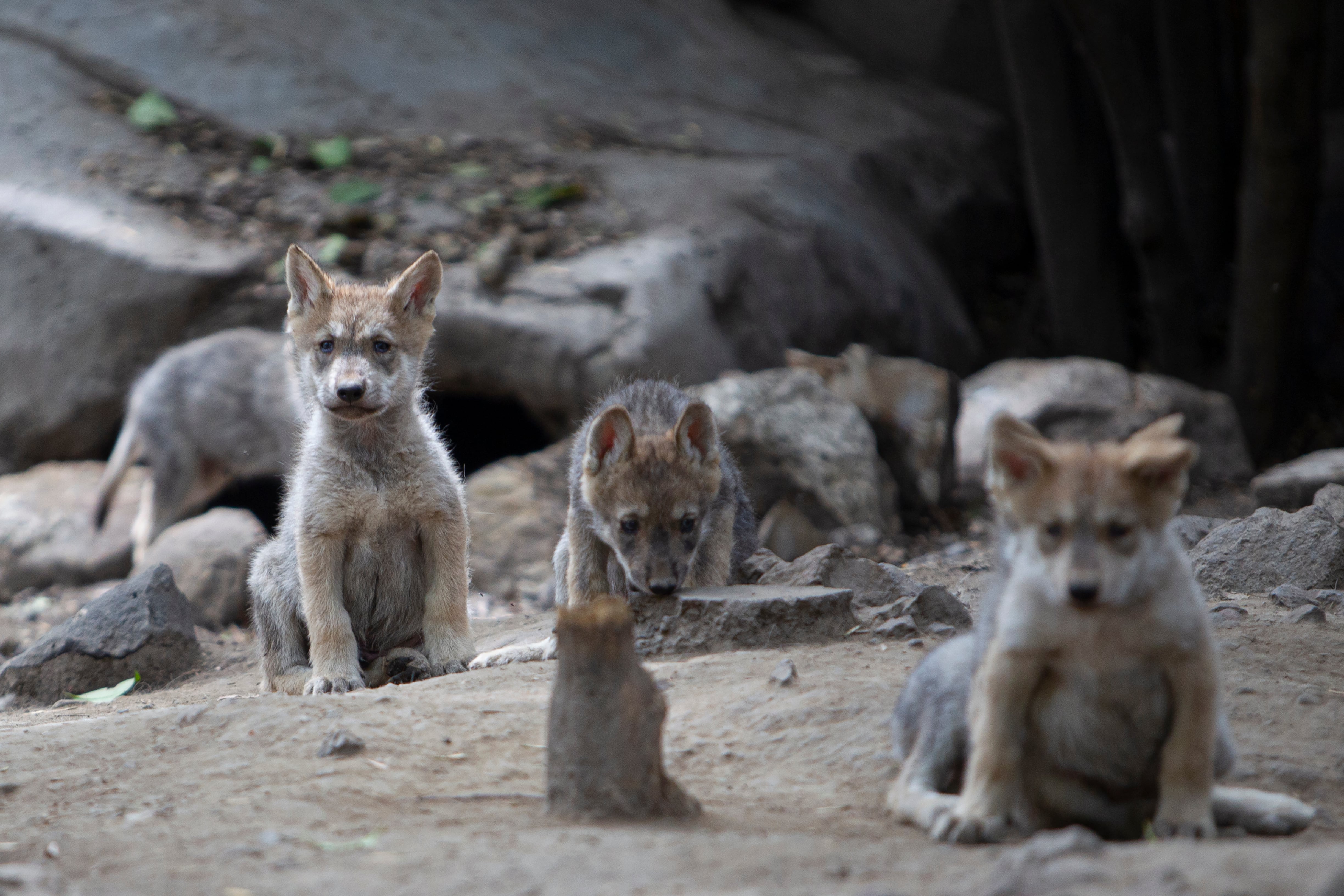Autoridades capitalinas aseguran que los Centros de Conservación cumplen estándares internacionales y que las cifras difundidas carecen de contexto técnico y científico. Foto: Karina Hernández / Infobae