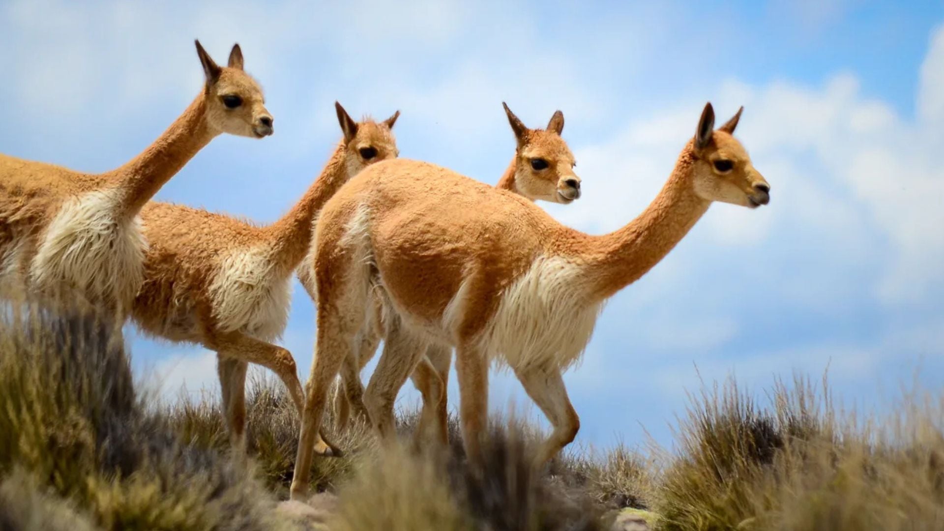 Sarna amenaza a vicuñas y guanacos en los Andes
