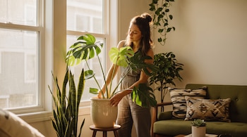 PLANTAS EN CASA DECO
