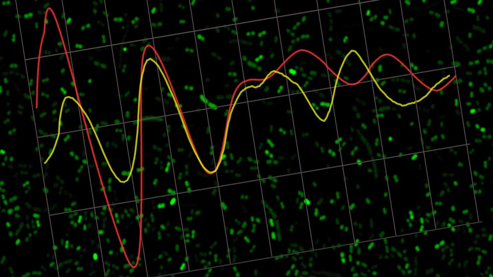 Imagen obtenida por microscopía de fluorescencia confocal, muestra cómo varía la expresión de los ritmos circadianos en la bacteria a lo largo del día (Gentileza investigadores / CONICET)