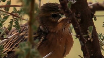 Aves tejedoras, conocidas por su