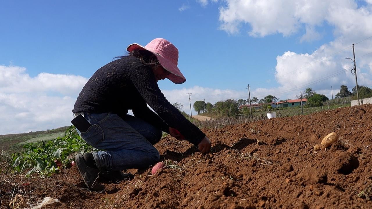 Honduras produce cerca de 1,3 millones de quintales de papa al año y parte de la cosecha se comercializa en El Salvador y Nicaragua.