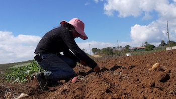 Honduras destinará $14.2 millones para modernizar la agricultura en seis departamentos