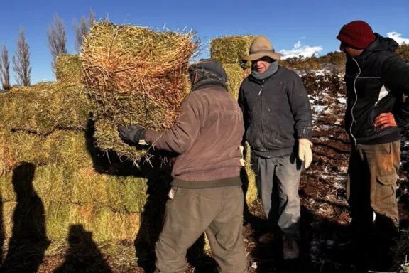 El Gobierno de Neuquén continúa con la asistencia a los productores rurales ante el riesgo de que aumenten las muerte del ganado local