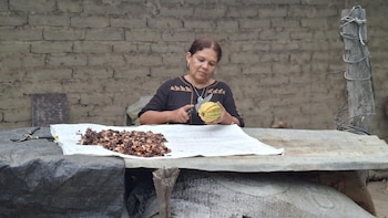 El cacao se consolida como motor de sostenibilidad en República Dominicana y de autonomía para mujeres rurales en Perú
