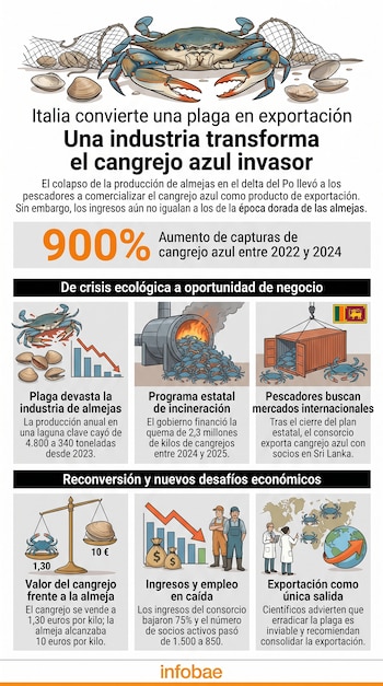 Infografía sobre el cangrejo azul en Italia con ilustraciones de crustáceos, gráficos de caída de producción, un incinerador y datos económicos.