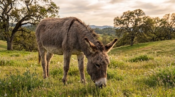 Un burro gris pastando en un campo verde con hierba y flores silvestres, árboles en el fondo y cielo nublado.