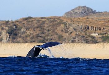 Los Cabos se encuentran en