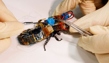 La mochila tecnológica instalada en el dorso de la cucaracha se conecta por electrodos a sus órganos sensoriales y permite dirigir su movimiento con señales inalámbricas. (Instituto RIKEN)