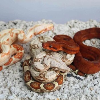 Las serpientes formarán parte de