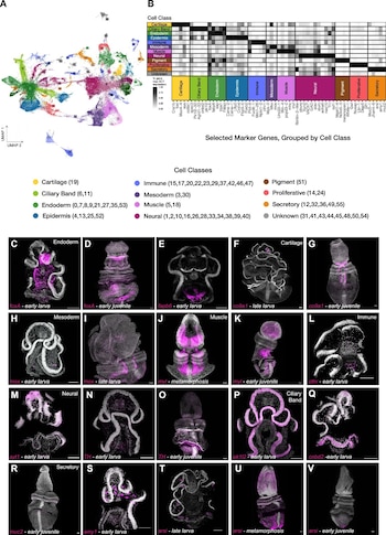 Un diagrama UMAP de puntos coloridos, un mapa de calor y veinte imágenes de microscopía de fluorescencia con señales de color rosa