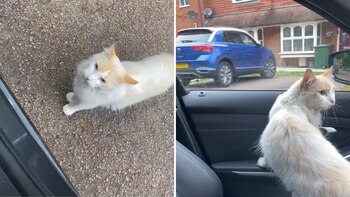 Zazú adoptó la costumbre de