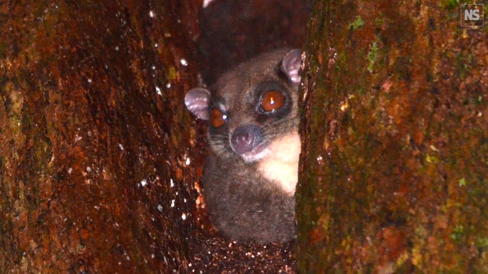 El planeador anillado, una especie de hábitos nocturnos, fue hallado en los bosques de Papúa Occidental (YouTube/Tim Flannery)
