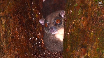 Papúa Occidental: el asombroso hallazgo