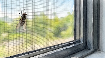Primer plano de una mosca posada en una mosquitera de ventana. Al fondo, un paisaje verde borroso y cielo azul, con el marco de la ventana a la derecha. Estilo acuarela.
