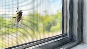 Por qué hay que limpiar los mosquiteros y claves para que duren hasta 15 años
