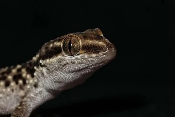 Entre las huacas sagradas de