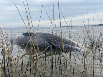 Ejemplar de ballena apareció varado en la costa de Montevideo (Gabriel Martínez - Grupo de Trabajo en Varamientos)