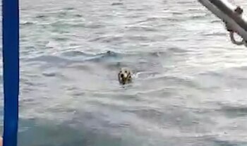 El perro llevaba horas nadando