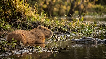 Carpincho echado en la orilla embarrada junto a un caimán yacaré sumergido en agua poco profunda con vegetación y plantas acuáticas.
