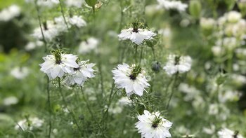 La Nigella damascena, es una