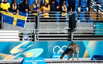 Un perro lobo en los