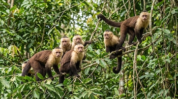 Cinco monos capuchinos con caras blancas y cuerpos marrones y negros se apoyan en ramas de árbol rodeados de hojas verdes.