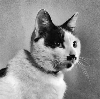 Activistas buscan hacer ruido para