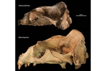 Los restos corresponden a Otaria