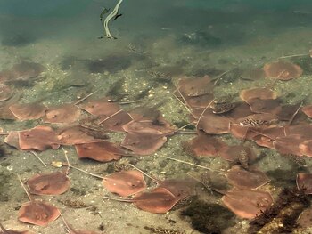 Fotografía cedida por Miami Waterkeeper
