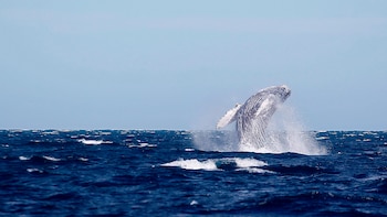 Ballena varada en San Ignacio,