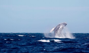 Fotografía que muestra el avistamiento