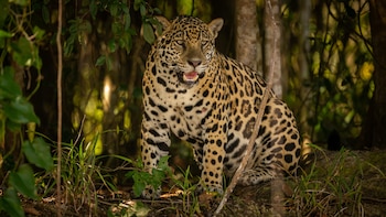 Nacimiento histórico en la selva: