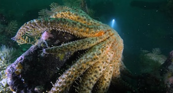 Esta estrella de mar ejerce