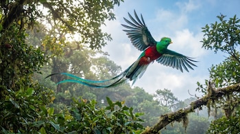Un quetzal resplandeciente macho de vibrantes colores verdes y rojos vuela con las alas extendidas sobre un frondoso bosque nuboso y cielo azul.