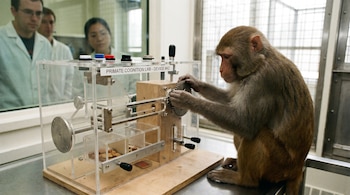 Un macaco marrón y gris interactúa con un dispositivo de plexiglás y madera con engranajes. Al fondo, dos personas con batas de laboratorio observan a través de un cristal.