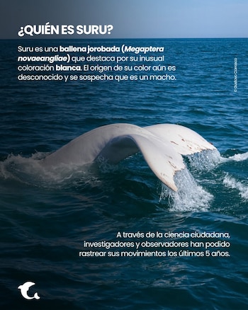 Cola blanca de ballena jorobada emergiendo del agua. La imagen contiene texto sobre la ballena Suru y su seguimiento por investigadores