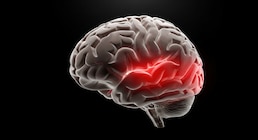 El “GPS del cerebro”: cómo la memoria detecta cambios invisibles en la vida cotidiana