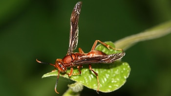 Primer plano de una avispa de papel roja (Polistes canadensis) con cuerpo marrón rojizo y alas transparentes posada sobre una hoja verde con fondo oscuro