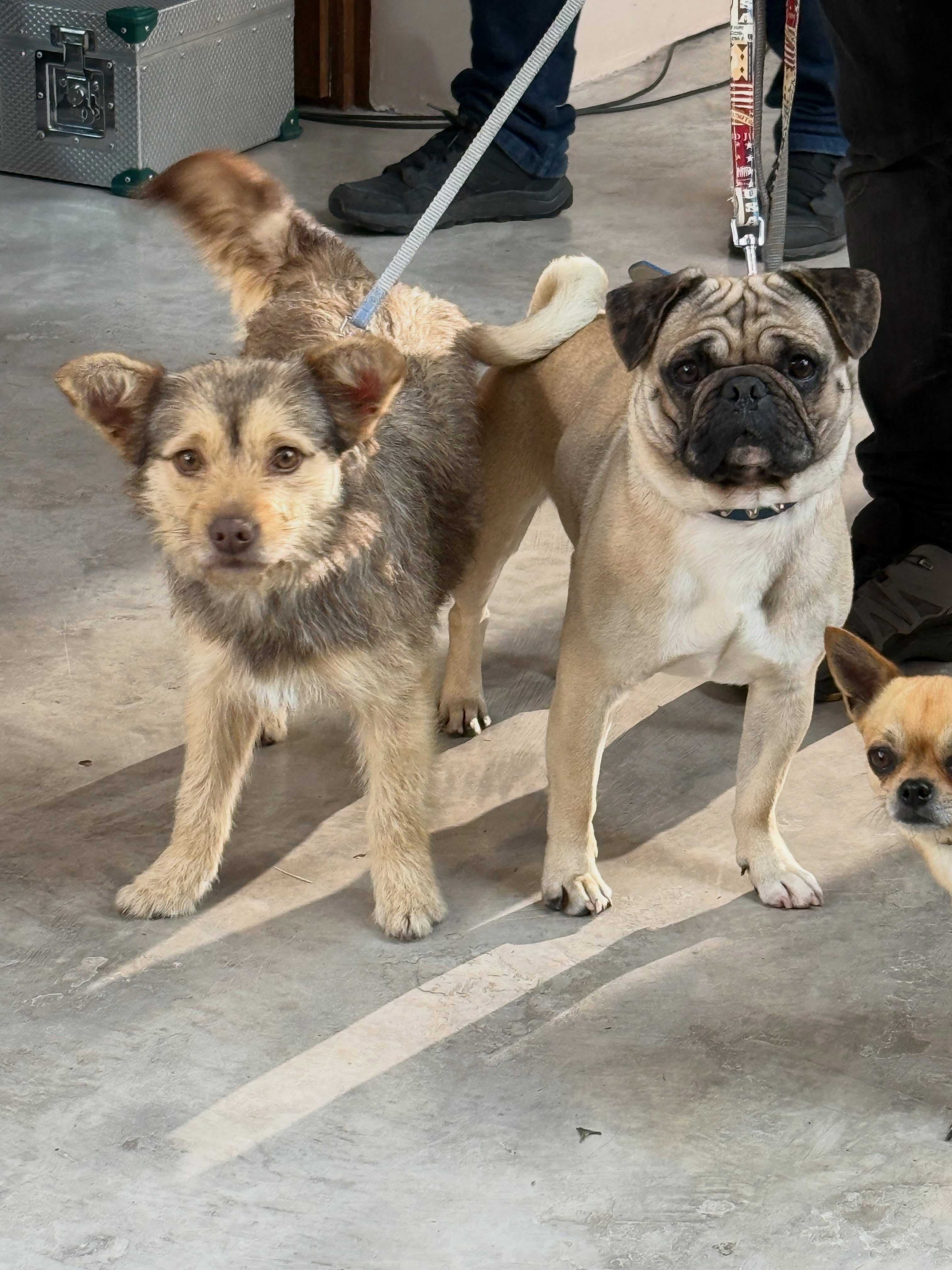 La perrita de llama Lucy y tiene un año y medio
