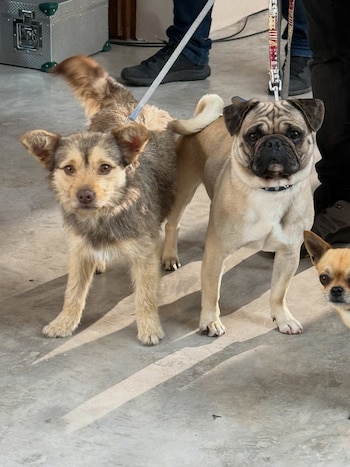 Un perro mestizo de pelaje marrón y un perro de raza pug permanecen de pie sobre un piso de cemento