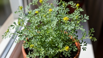 La ruda destaca por su