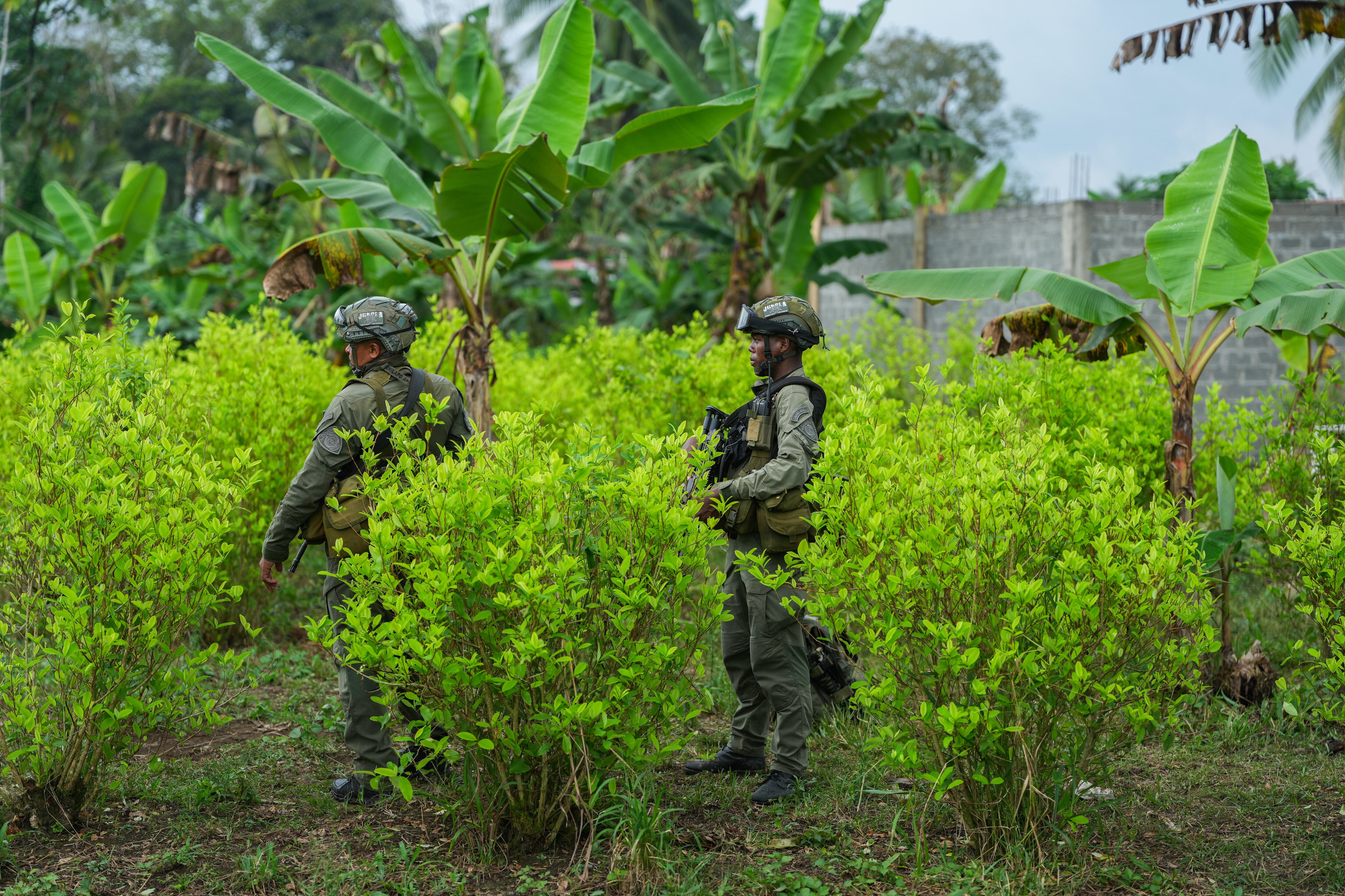 Más de 35.000 hectáreas en Colombia están en proceso de sustitución de cultivos ilícitos, según la directora Gloria Miranda - crédito Juan Diego Cano/Presidencia