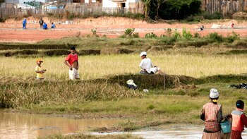 Agricultores en campos de arroz