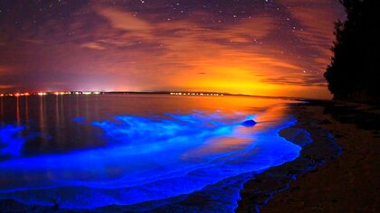 Cuatro increíbles playas para disfrutar de la bioluminiscencia en México