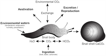 Diagrama en blanco y negro de una babosa con flechas que indican el intercambio de dióxido de carbono, agua e ingestión, conectado a una concha