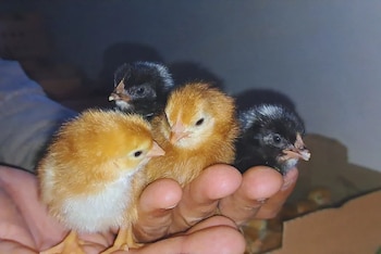 Producir reproductores propios, adaptados a