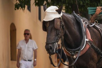 Un caballo de una carroza