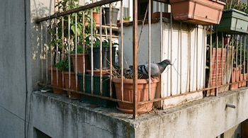 Una paloma gris está posada en una maceta de terracota en un balcón residencial con barandas de metal, rodeada de plantas y otras macetas. La paloma tiene una rama pequeña en su pico.